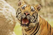 Тигровый зоопарк появится в Канчанабури
