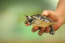 В провинции Сатун пройдут мероприятия по спасению черепах 